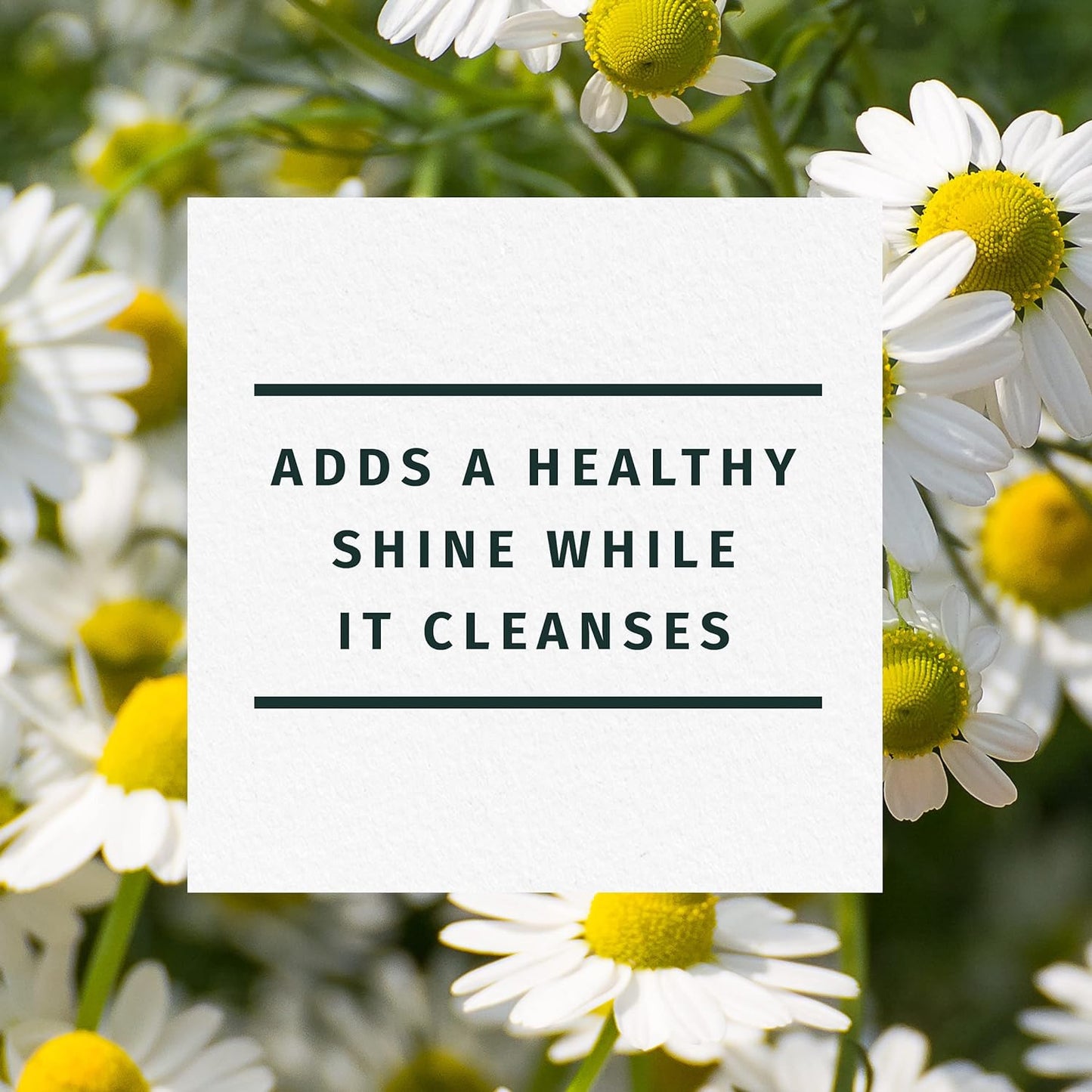Shine Collection Shampoo